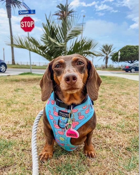 Flocktail Hour - Adjustable Dog Harness