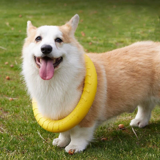 Dog Ring Toys