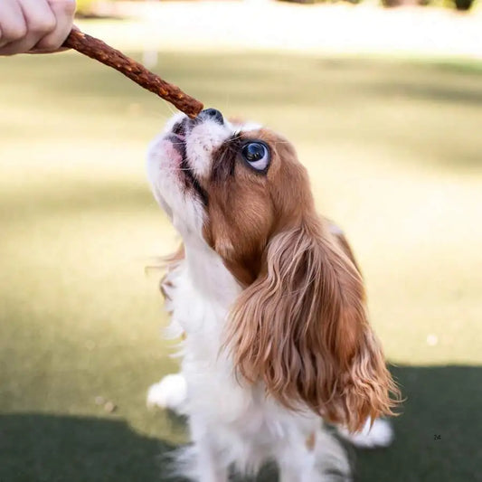 Loving Pets Soft Jerky Dog Treats U2013 Real USA-Sourced Meat Dog Snacks For Training, Puppies &Amp; Everyday Reward U2013