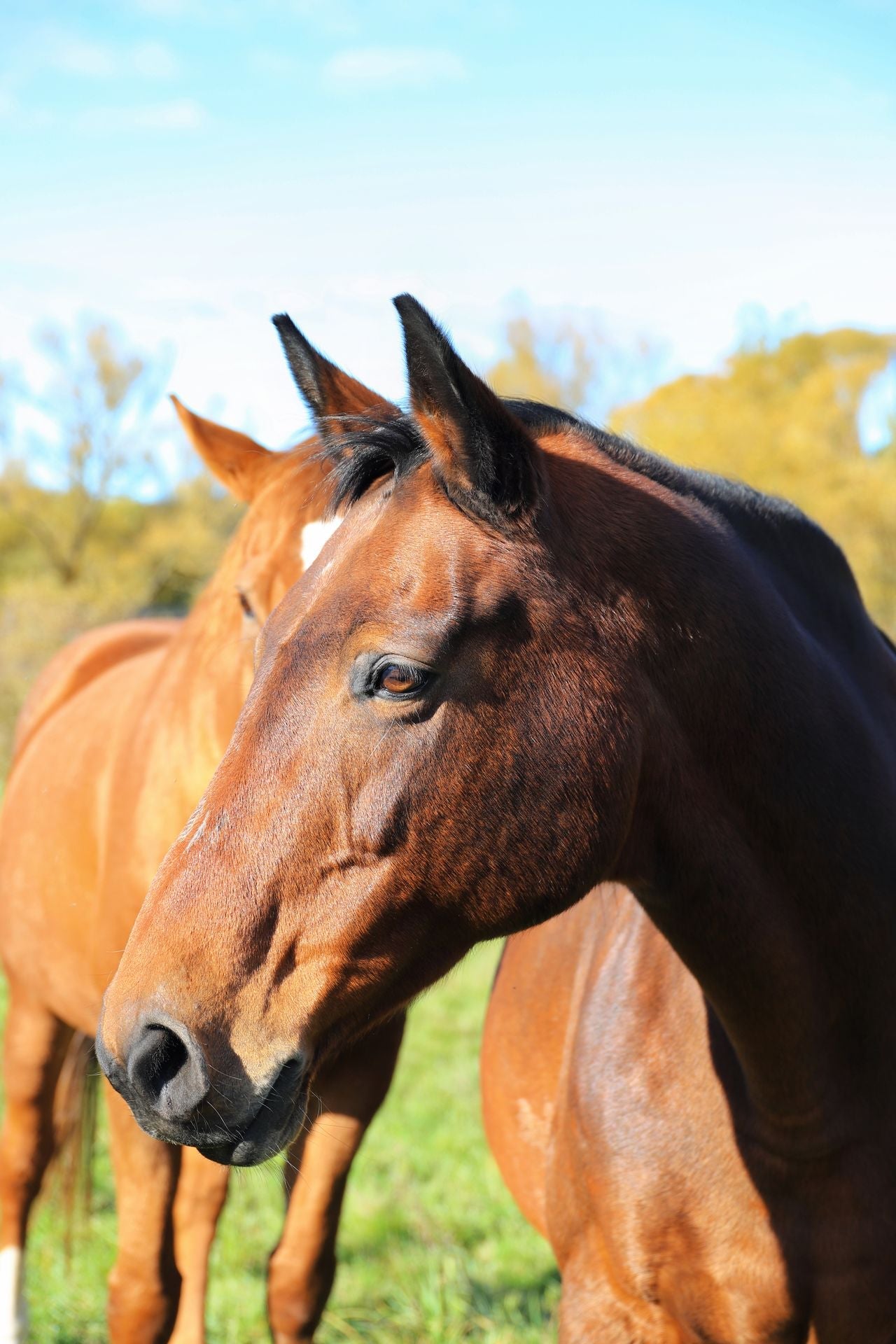 Equestrian