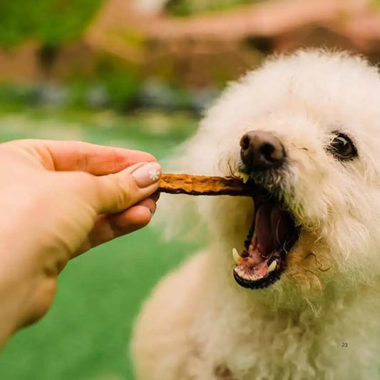 Soft Jerky Dog Treats Real USA-Sourced Meat Wheat Corn Free For Small Medium Large Dogs