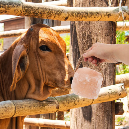Salt Brick Animal Licking Block
