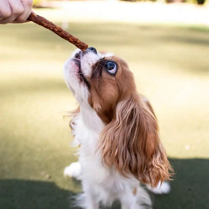 Soft Jerky Dog Treats Real USA-Sourced Meat Wheat Corn Free For Small Medium Large Dogs