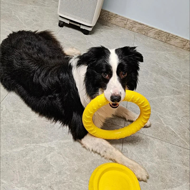 Dog Ring Toys