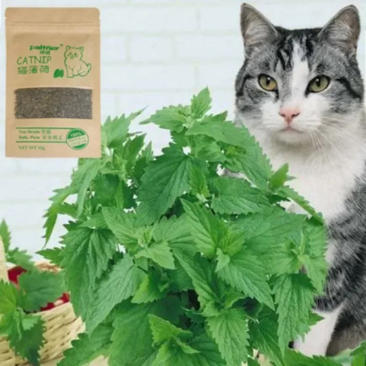 Natural Premium Catnip