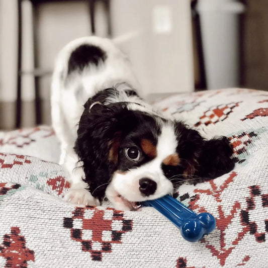 Durable Long-Lasting Small Dog Chew Toys for Aggressive Chewers