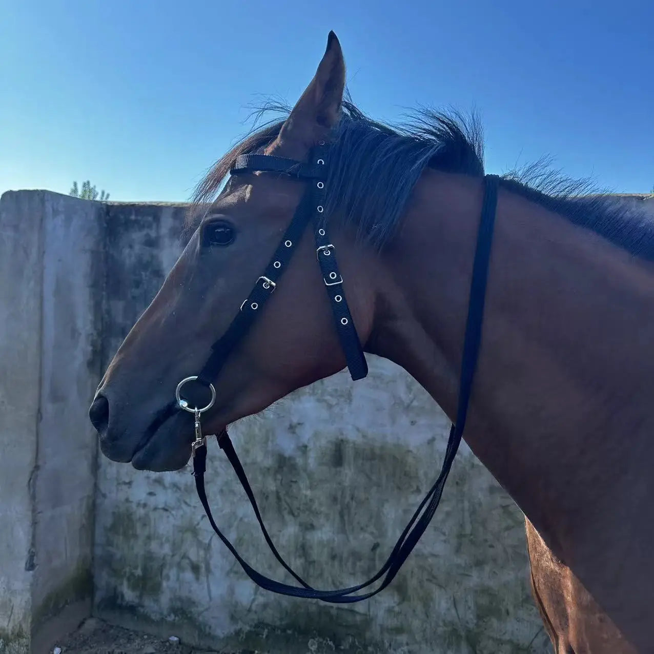 Horse Bridle Harness Set