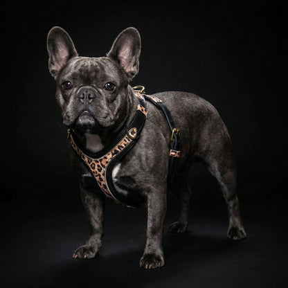 The Leopard Harness Small to Medium Size